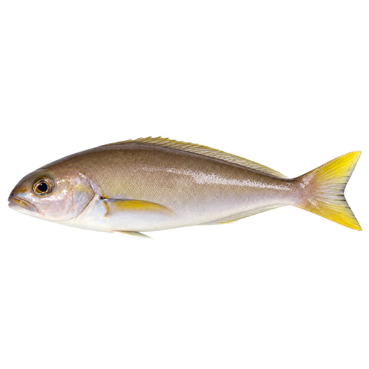 White Fish